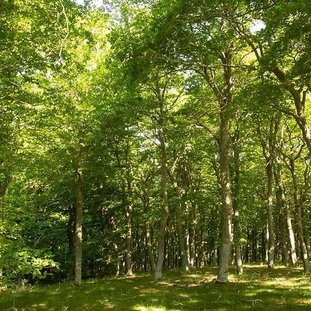 Pensjonat Casa Rural El Huerto De La Fragua Enciso Zewnętrze zdjęcie